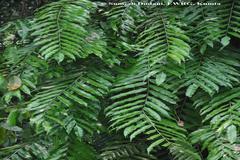 Stenochlaena palustris